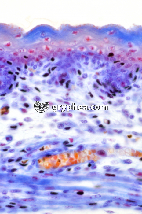 Peau d'embryon souris x150 - gryphea.com